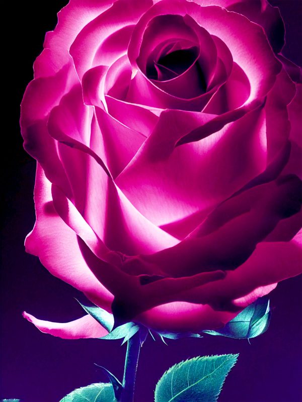 Illuminated Rose Discount - Image 2