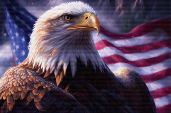Beautiful Bald Eagle For Sale - Image 5